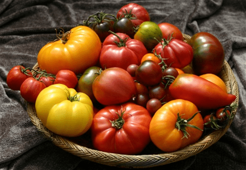 Самые лучшие сорта томатов для открытого грунта.