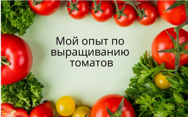 Опыт по выращиванию томатов на 2-х сотках