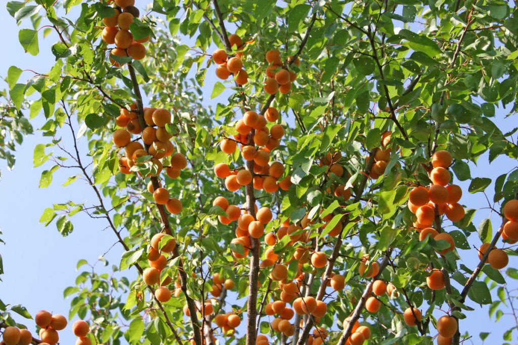 Особенности выращивания абрикоса.