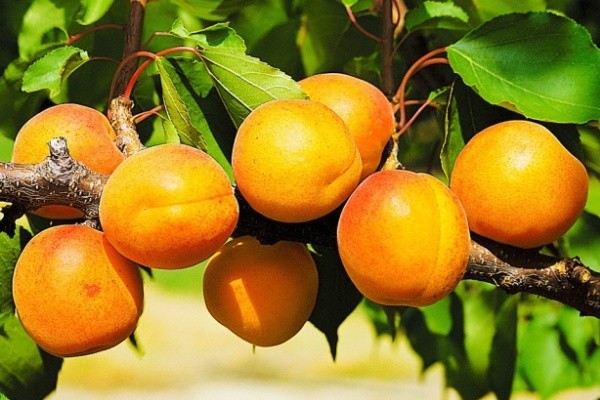 История происхождения фрукта.