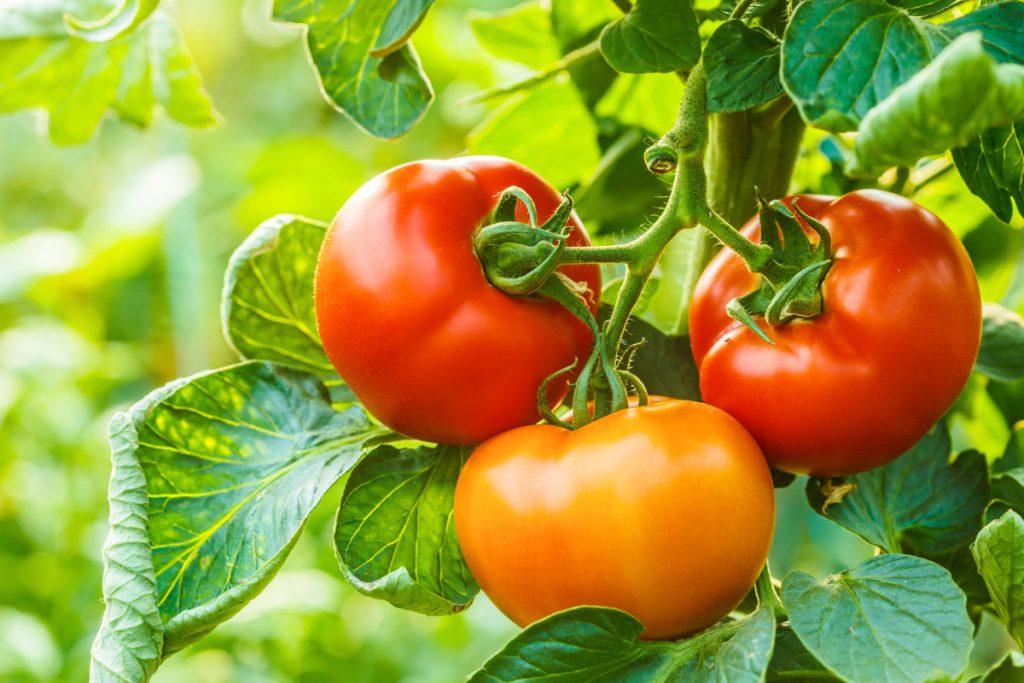 Происхождение помидоров.