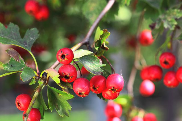 Чем полезны ягоды боярышника?