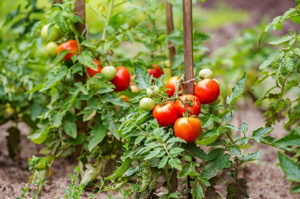 Особенности выращивания томатов.