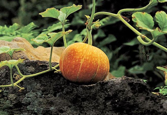 Особенности выращивания тыквы.